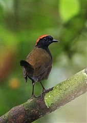 Rufous-capped Antthrush